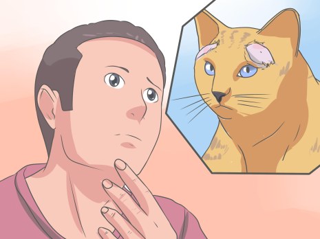 Recognize-and-Treat-Ringworm-in-Cats-Step-13